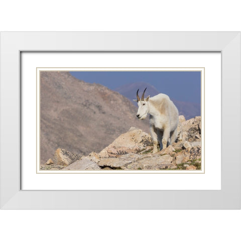 Mountain goat billy White Modern Wood Framed Art Print with Double Matting by Archer, Ken