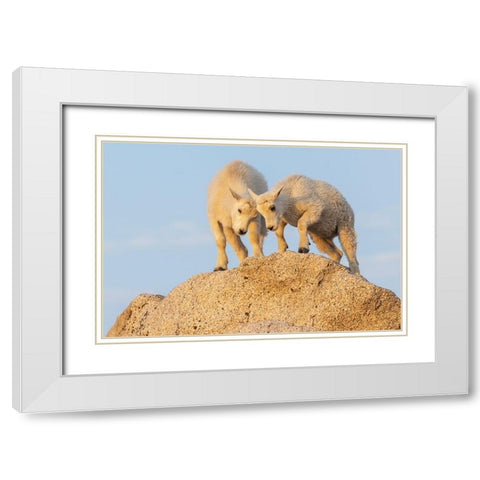 Mountain goat kids playing White Modern Wood Framed Art Print with Double Matting by Archer, Ken