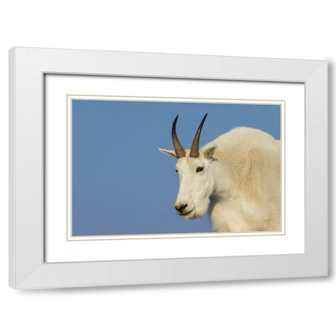 Mountain goat billy White Modern Wood Framed Art Print with Double Matting by Archer, Ken