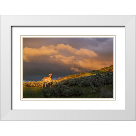 Pronghorn-clearing thunderstorm White Modern Wood Framed Art Print with Double Matting by Archer, Ken