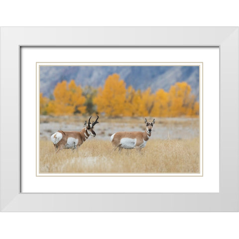 Pronghorn pair White Modern Wood Framed Art Print with Double Matting by Archer, Ken