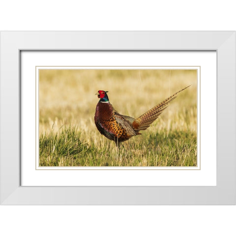 Ring-necked pheasant White Modern Wood Framed Art Print with Double Matting by Archer, Ken