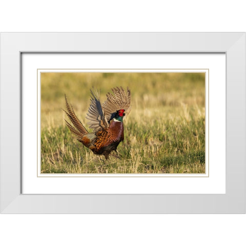 Ring-necked pheasant-courtship display White Modern Wood Framed Art Print with Double Matting by Archer, Ken