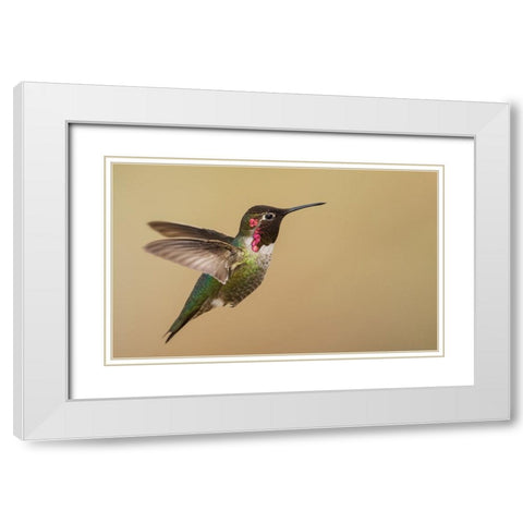 Male annas hummingbird White Modern Wood Framed Art Print with Double Matting by Archer, Ken