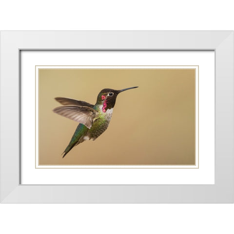 Male annas hummingbird White Modern Wood Framed Art Print with Double Matting by Archer, Ken