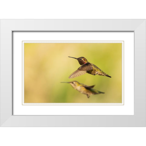 Annas hummingbird pair White Modern Wood Framed Art Print with Double Matting by Archer, Ken