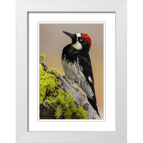 Acorn woodpecker White Modern Wood Framed Art Print with Double Matting by Archer, Ken