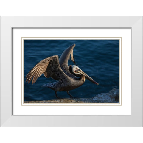 Brown pelican White Modern Wood Framed Art Print with Double Matting by Archer, Ken