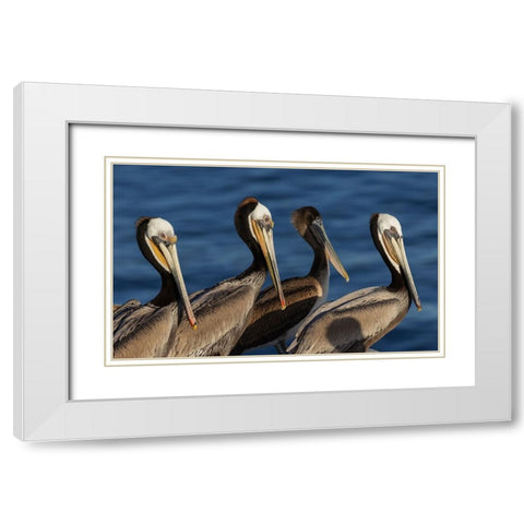 Brown pelican White Modern Wood Framed Art Print with Double Matting by Archer, Ken