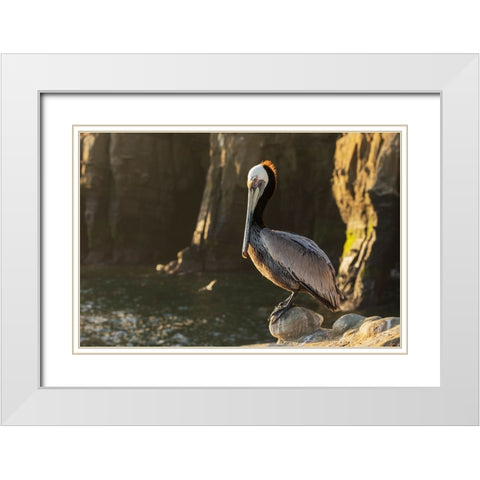 Brown pelican at first light White Modern Wood Framed Art Print with Double Matting by Archer, Ken