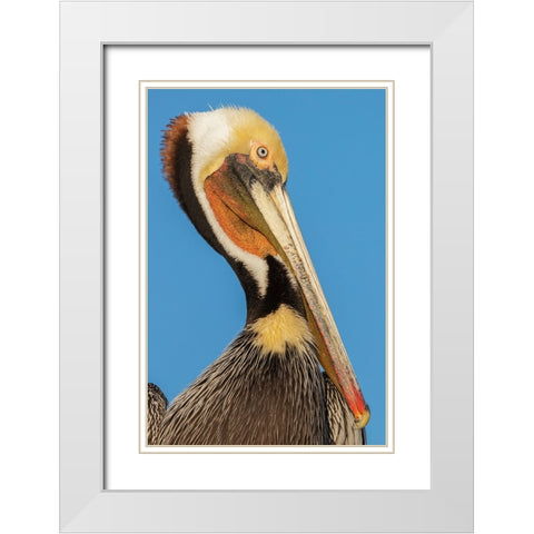 Brown pelican White Modern Wood Framed Art Print with Double Matting by Archer, Ken