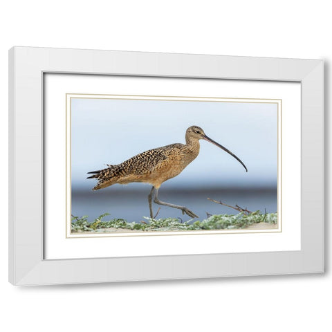 Long-billed curlews at the beach White Modern Wood Framed Art Print with Double Matting by Archer, Ken