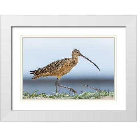 Long-billed curlews at the beach White Modern Wood Framed Art Print with Double Matting by Archer, Ken