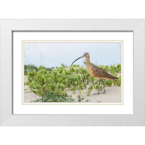 Long-billed curlew at the beach White Modern Wood Framed Art Print with Double Matting by Archer, Ken