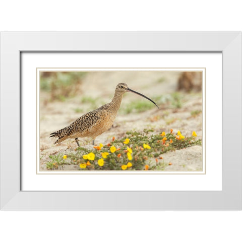 Long-billed curlew at the beach White Modern Wood Framed Art Print with Double Matting by Archer, Ken