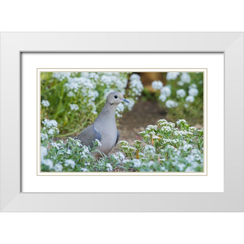 Mourning dove White Modern Wood Framed Art Print with Double Matting by Archer, Ken