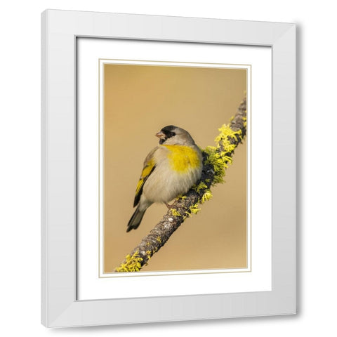 Lawrences goldfinch White Modern Wood Framed Art Print with Double Matting by Archer, Ken