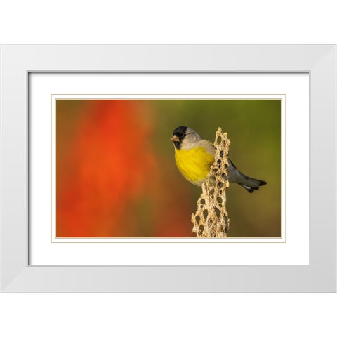 Lawrences goldfinch White Modern Wood Framed Art Print with Double Matting by Archer, Ken
