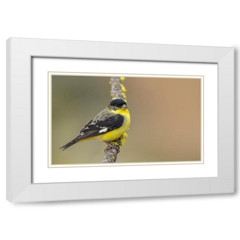 Lesser goldfinch White Modern Wood Framed Art Print with Double Matting by Archer, Ken