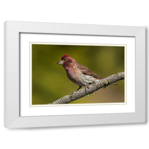 Purple finch White Modern Wood Framed Art Print with Double Matting by Archer, Ken