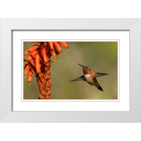 Rufous hummingbird-cholla blooms White Modern Wood Framed Art Print with Double Matting by Archer, Ken