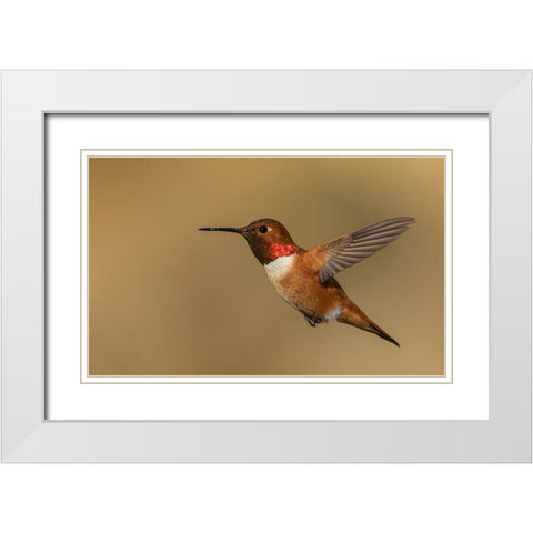 Male Rufous hummingbird White Modern Wood Framed Art Print with Double Matting by Archer, Ken
