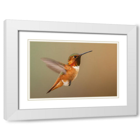 Male Rufous hummingbird White Modern Wood Framed Art Print with Double Matting by Archer, Ken