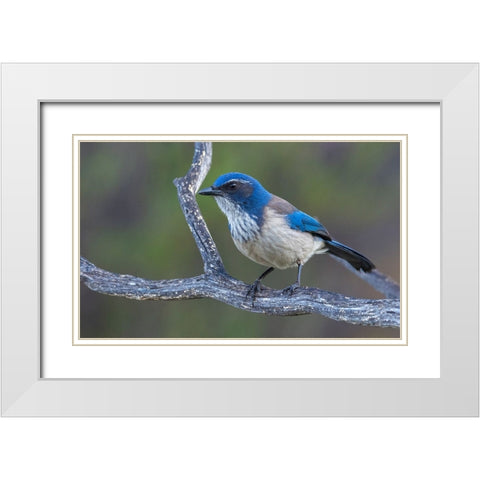 California scrub jay White Modern Wood Framed Art Print with Double Matting by Archer, Ken