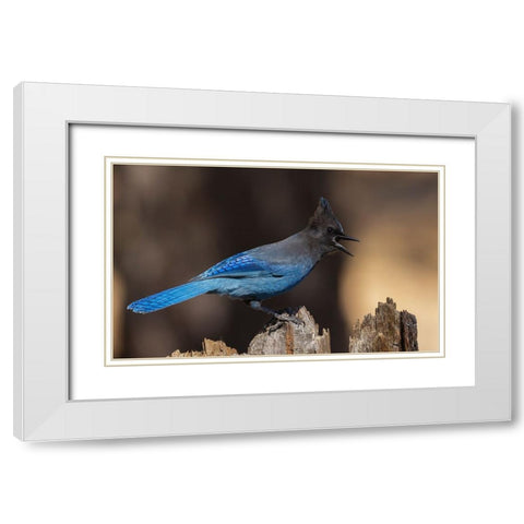 Stellers jay White Modern Wood Framed Art Print with Double Matting by Archer, Ken