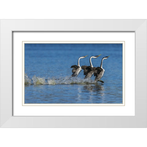 Western grebes rushing display White Modern Wood Framed Art Print with Double Matting by Archer, Ken