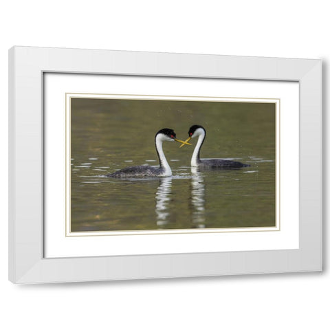 Western grebes-courting White Modern Wood Framed Art Print with Double Matting by Archer, Ken