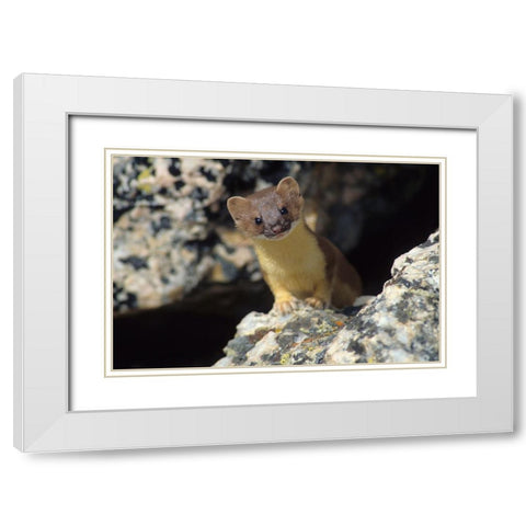 Short-tailed weasel White Modern Wood Framed Art Print with Double Matting by Archer, Ken
