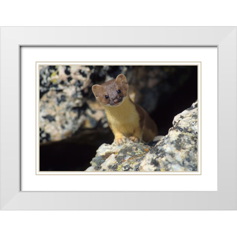 Short-tailed weasel White Modern Wood Framed Art Print with Double Matting by Archer, Ken