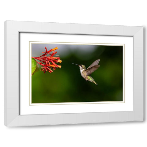 Black-chinned Hummingbird-Archilochus alexandri-feeding White Modern Wood Framed Art Print with Double Matting by Ditto, Larry