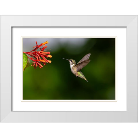 Black-chinned Hummingbird-Archilochus alexandri-feeding White Modern Wood Framed Art Print with Double Matting by Ditto, Larry