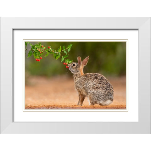 Eastern Cottontail-Sylvilagus floridanus-feeding White Modern Wood Framed Art Print with Double Matting by Ditto, Larry