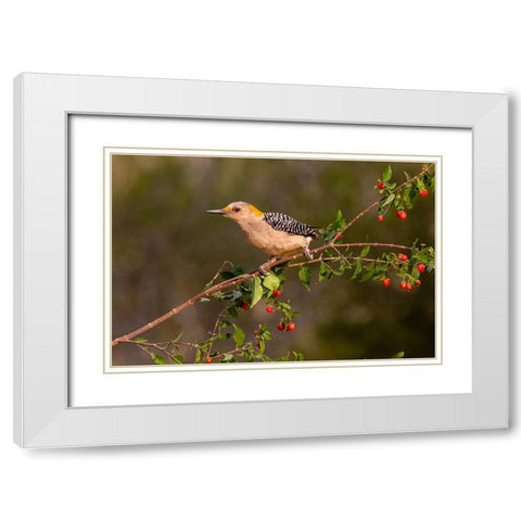 Golden-fronted Woodpecker-Melanerpes aurifrons-perched White Modern Wood Framed Art Print with Double Matting by Ditto, Larry