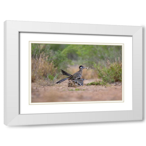 Greater Roadrunner-Geococcyx californianus-copulating White Modern Wood Framed Art Print with Double Matting by Ditto, Larry