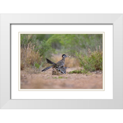 Greater Roadrunner-Geococcyx californianus-copulating White Modern Wood Framed Art Print with Double Matting by Ditto, Larry