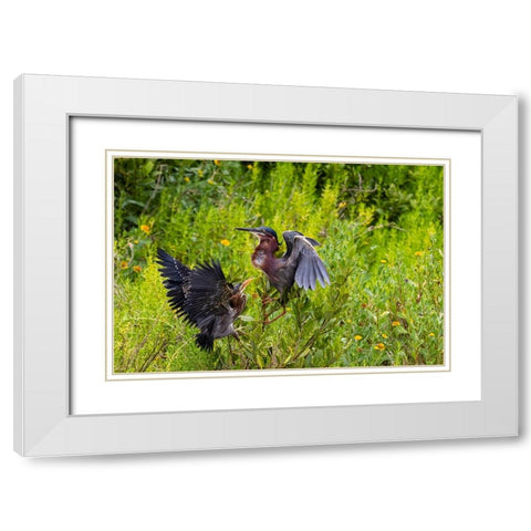 Green Heron-Butorides virescens-feeding time White Modern Wood Framed Art Print with Double Matting by Ditto, Larry