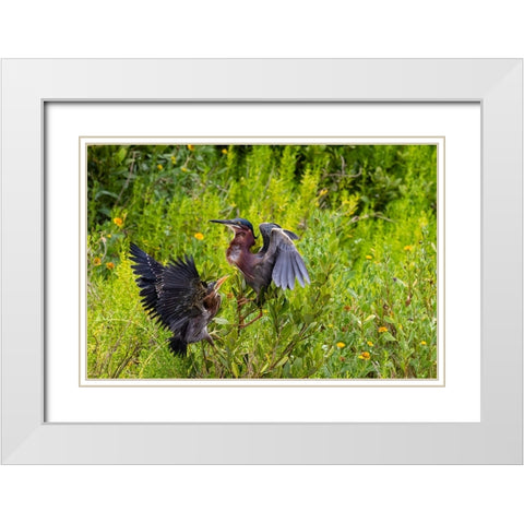 Green Heron-Butorides virescens-feeding time White Modern Wood Framed Art Print with Double Matting by Ditto, Larry