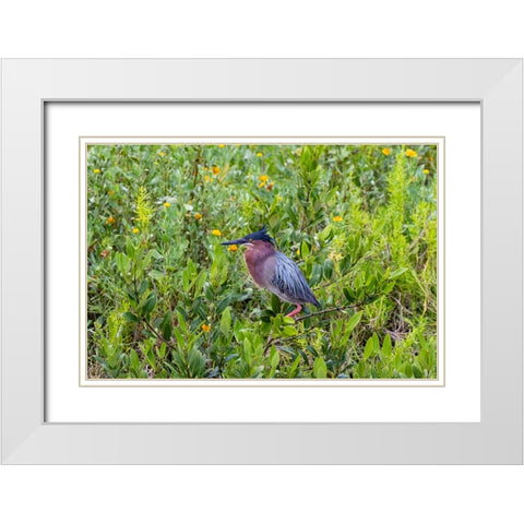 Green Heron-Butorides virescens-standing in shrubs White Modern Wood Framed Art Print with Double Matting by Ditto, Larry