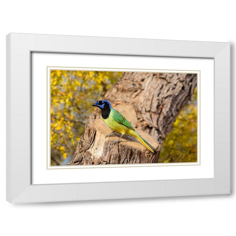 Green Jay-Cyanocorax yncas-perched White Modern Wood Framed Art Print with Double Matting by Ditto, Larry