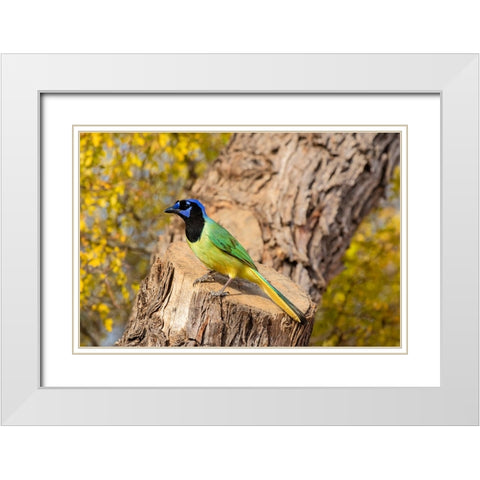 Green Jay-Cyanocorax yncas-perched White Modern Wood Framed Art Print with Double Matting by Ditto, Larry