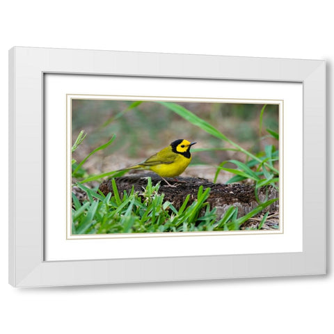Hooded Warbler-Wilsonia citrina-perched White Modern Wood Framed Art Print with Double Matting by Ditto, Larry