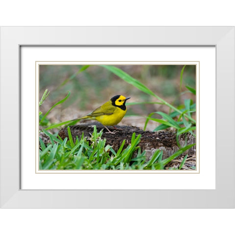 Hooded Warbler-Wilsonia citrina-perched White Modern Wood Framed Art Print with Double Matting by Ditto, Larry