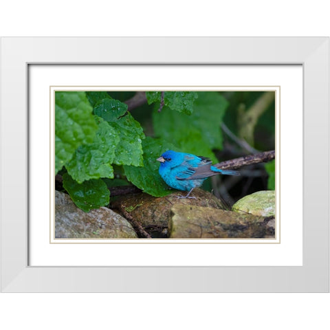 Indigo Bunting-Passerina cyanea-foraging male White Modern Wood Framed Art Print with Double Matting by Ditto, Larry
