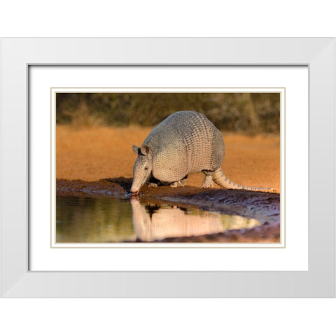 Nine-banded Armadillo-Dasypus novemcinctus-drinking White Modern Wood Framed Art Print with Double Matting by Ditto, Larry