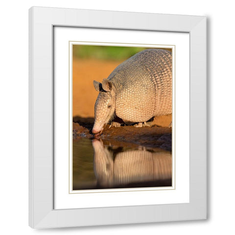 Nine-banded Armadillo-Dasypus novemcinctus-drinking White Modern Wood Framed Art Print with Double Matting by Ditto, Larry
