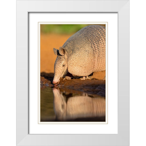 Nine-banded Armadillo-Dasypus novemcinctus-drinking White Modern Wood Framed Art Print with Double Matting by Ditto, Larry
